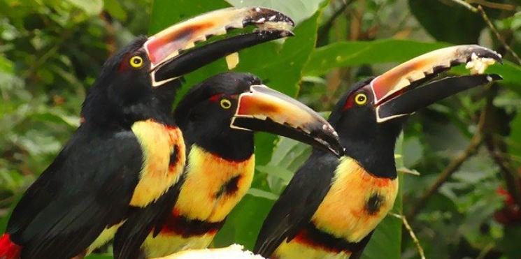 Ecocentro Danaus san carlos costa rica