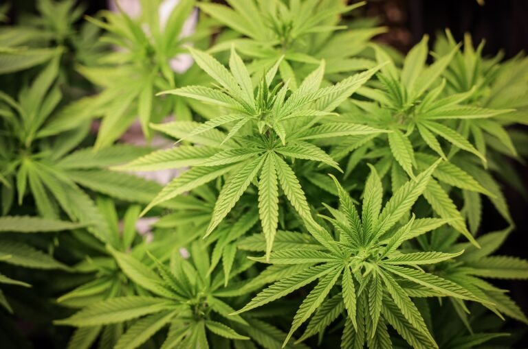 Ley alemana sobre el consumo de cannabis puede entrar en vigor en abril